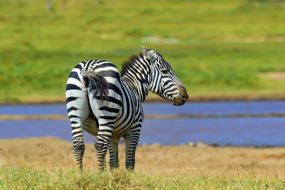 Zebras