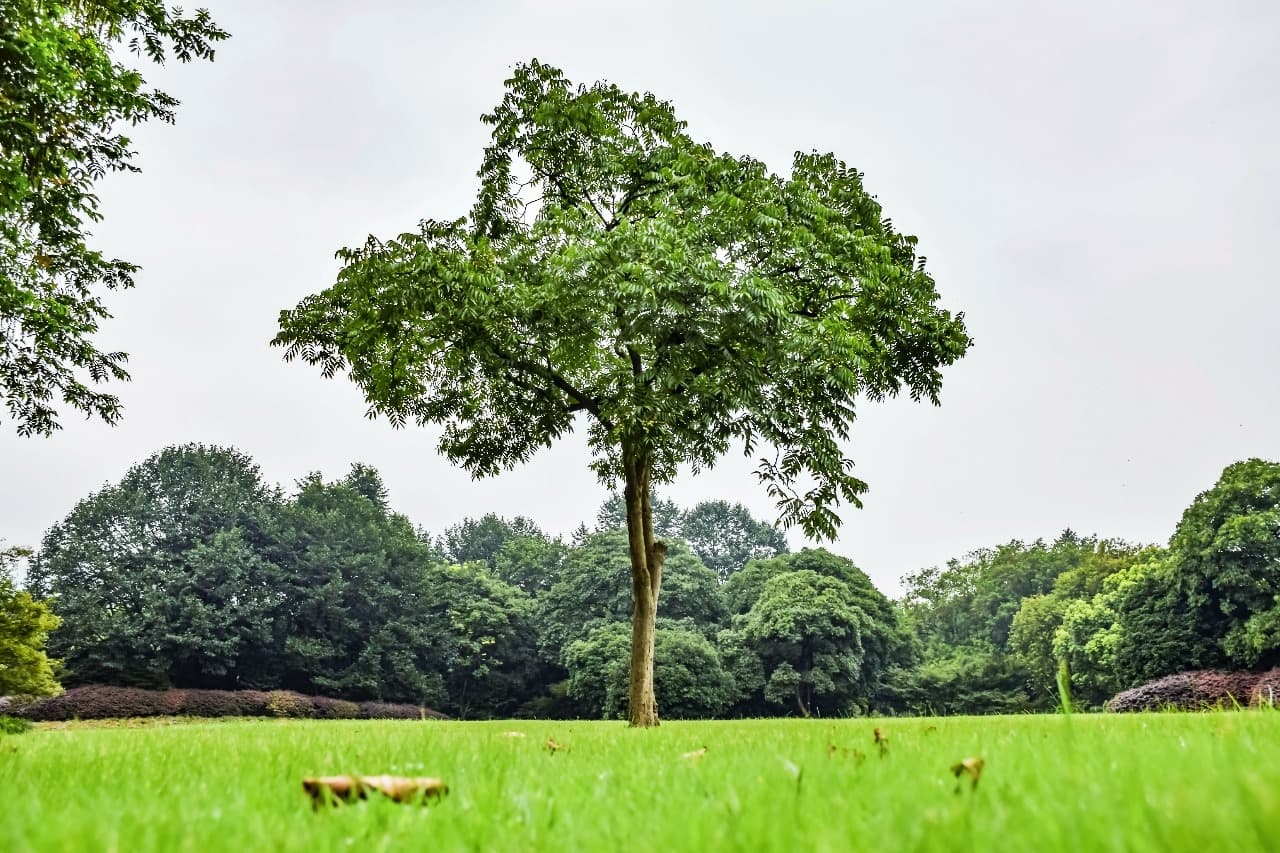 /images/green-horizon/forest.jpeg