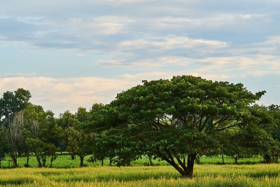 /images/green-horizon/green-forests.jpeg