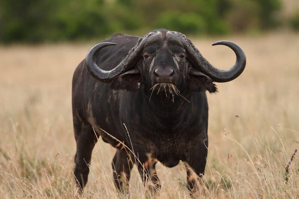 Buffalos
