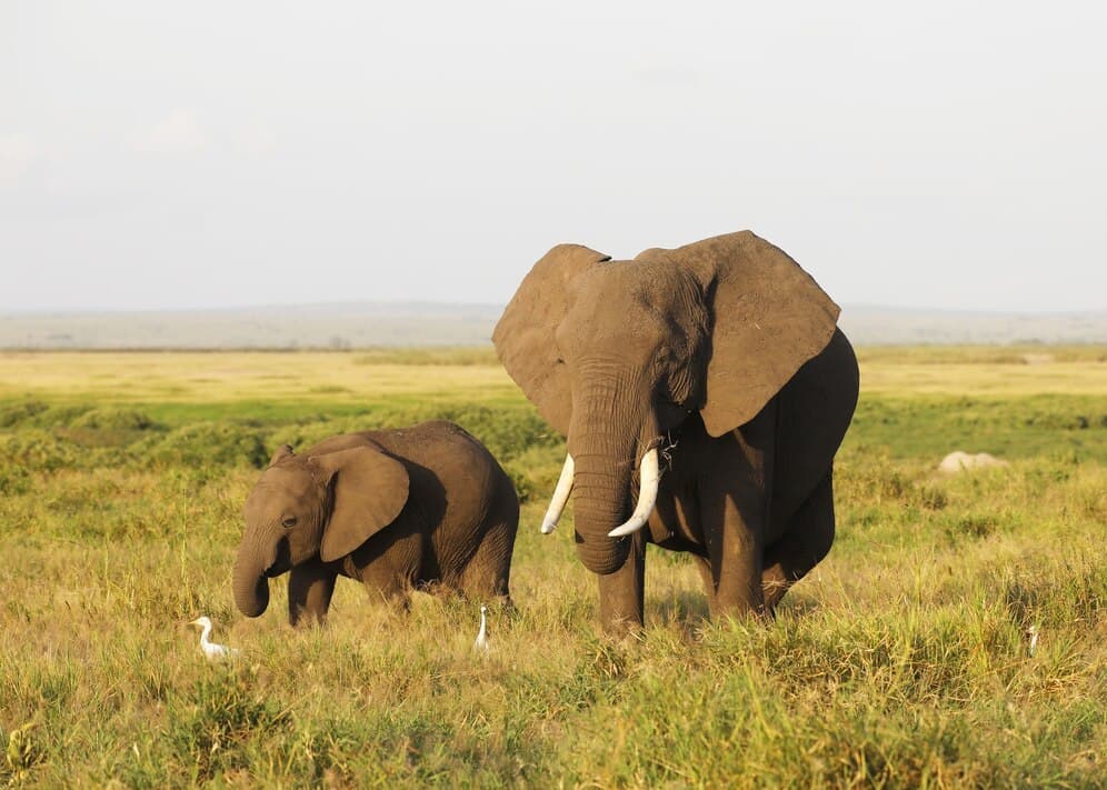 Elephants